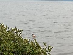-深圳湾公园(南山区)