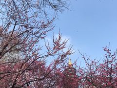 -红梅公园