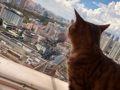 -Heymao猫咖.咖啡厅(东门店)