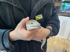 -酷以爬仙阁实体爬宠店·守宫·蜥蜴·专业繁育