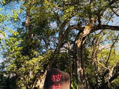 -独树成林