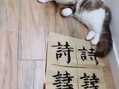 -阿妮亚少儿美术书法(望京店)
