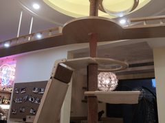 -滚猫咖啡·猫咖·猫友好撸猫(未来城店)