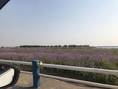 -合肥滨湖国家森林公园