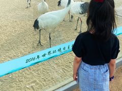 -盐城丹顶鹤湿地生态旅游区