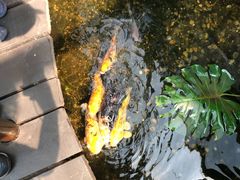 -上海大自然野生昆虫馆(东方明珠·爬宠昆虫探索中心)