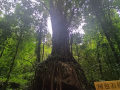 -莫里热带雨林景区