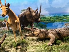 -国家自然博物馆