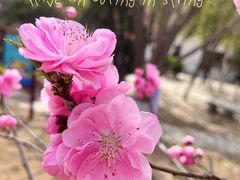 -桃花堤公园