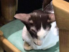 -猫色咖啡·猫咖