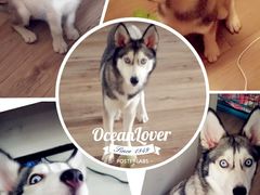 -翊宠yipet猫狗购宠庄园犬舍•猫舍