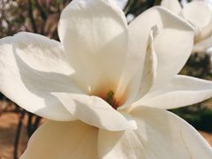 -石家庄市植物园