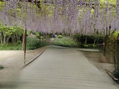 -嘉定紫藤园