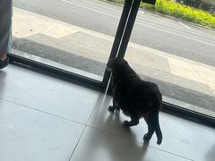 -关爱宠物医院·猫科中心·消化科(滨湖万达分院)