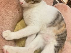 -有猫咖啡umeow coffee