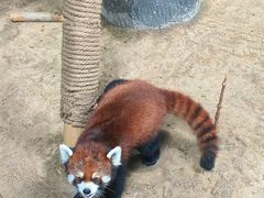 -石家庄市动物园