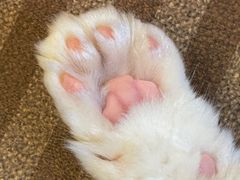 -MOCHA明星猫咖(田子坊店)