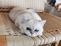 -喵屿·大理花园猫咖