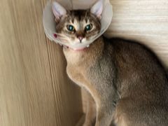 -瑞派·关忠动物医院·猫专科·犬专科(三环新城店)