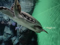 -上海海洋水族馆