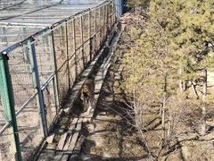 -青藏高原野生动物园