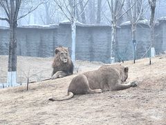 -北京野生动物园