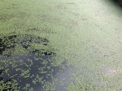 -成都市活水公园