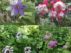 -国家植物园南园