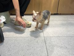 -FAELING PETS美天灵宠物(富力广场店)