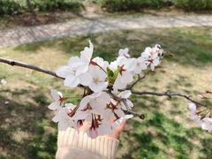 -顾村公园