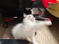 -糯米喵星人总部直营旗舰店·猫舍·幼猫出售