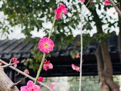-葛仙湖公园