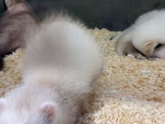 -青石桥花鸟鱼虫市场(叠翠城店)