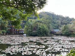 -野象谷景区