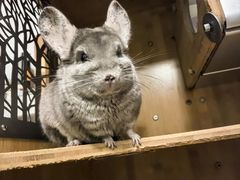 -爱侣宠医·鹦鹉专科·小型哺乳类·异宠专科(灵石路店)