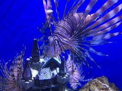 -芜湖新华联大白鲸海洋公园