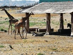 -新疆天山野生动物园