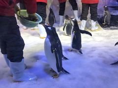 -芜湖新华联大白鲸海洋公园