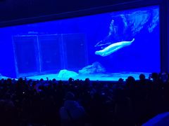 -上海海昌海洋公园-冰山北极馆