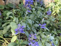 -国家植物园南园