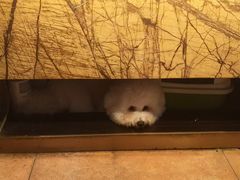 -more than meow吴止猫主题餐厅(承德 中船汇店)