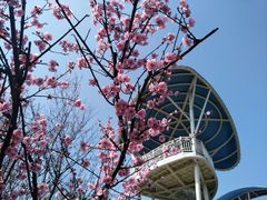 景点-铁山坪森林公园