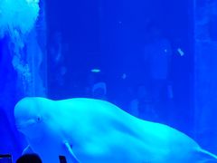 -上海海昌海洋公园-冰山北极馆