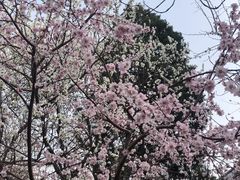 -桃花堤公园