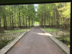 -黄海国家森林公园