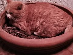 -Sirena海妖日咖夜酒