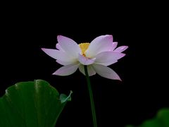 -四川大学(华西校区)