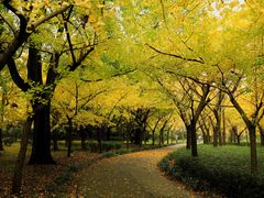 -上海共青森林公园