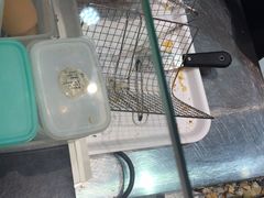 -芳叔(动漫星城店)