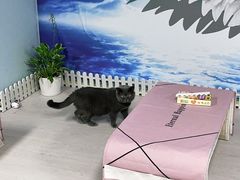 -喵百万·布偶·蓝金金渐层英短·猫舍(百子湾店)